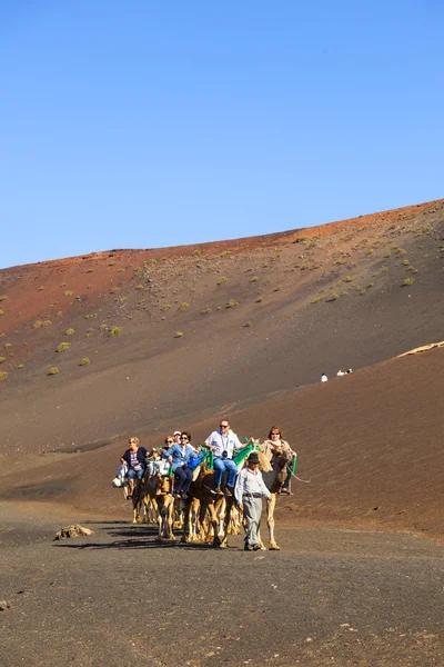 Turistas montan en camellos guiados por locales — Foto de Stock