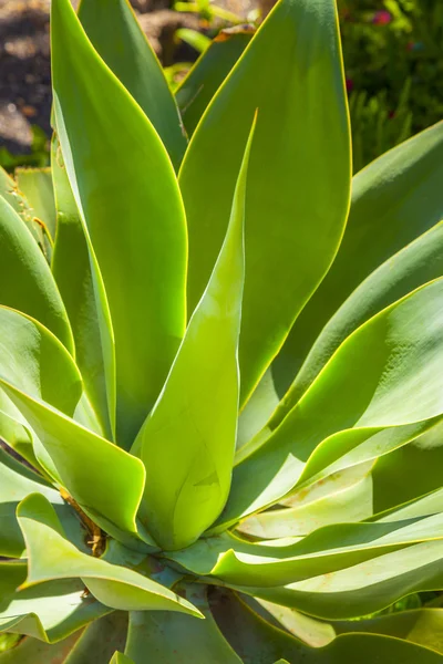 Planta de agave a la luz natural del sol —  Fotos de Stock