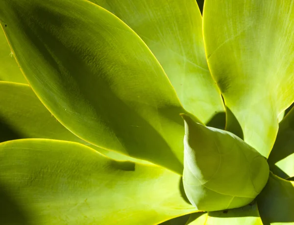 Agave verde alla luce del sole — Foto Stock