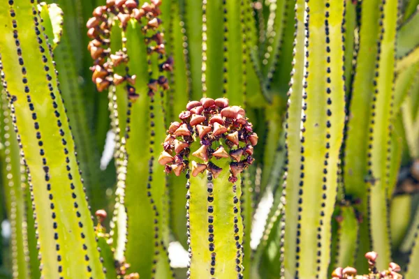 Plody kaktusů v detailu — Stock fotografie