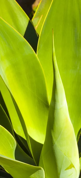 Green Agave in sunlight — Stock Photo, Image