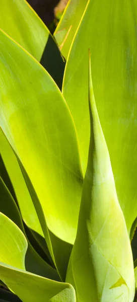 Agave verde alla luce del sole — Foto Stock