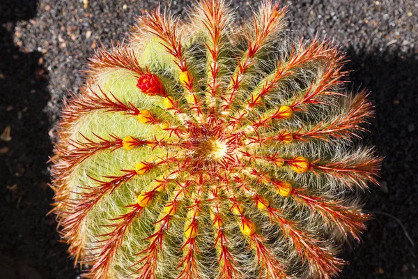 Κάκτος στο νησί lanzarote, Ισπανία echinocactus grusonii (Χρυσή — Φωτογραφία Αρχείου