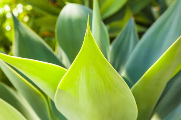 Green Agave in sunlight — Stock Photo, Image