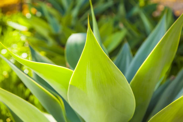 Green Agave in sunlight — Stock Photo, Image