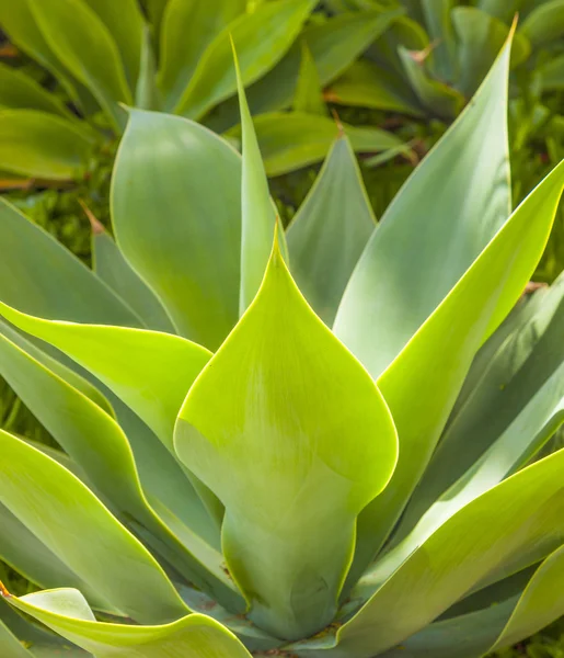 Agave verde alla luce del sole — Foto Stock