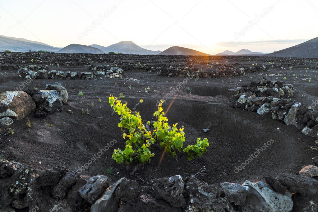 Beautiful grape plants grow on volcanic soil in La Geria