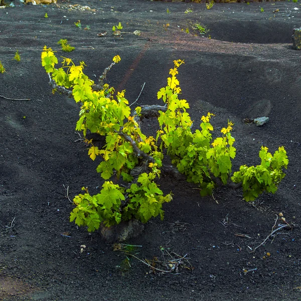 Beautiful grape plants grow on volcanic soil in La Geria — Stock Photo, Image