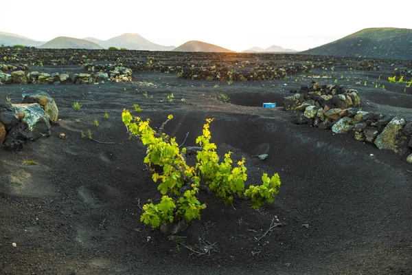 Belas plantas de uva crescem em solo vulcânico em La Geria — Fotografia de Stock