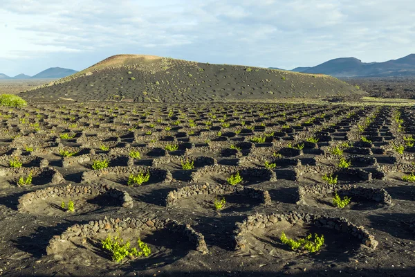 Mooie druif planten groeien op de vulkanische bodem in la geria — Stockfoto