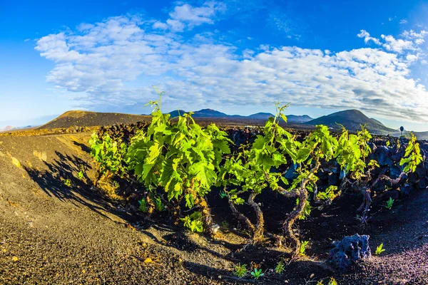 Beautiful grape plants grow on volcanic soil in La Geria — Stock Photo, Image