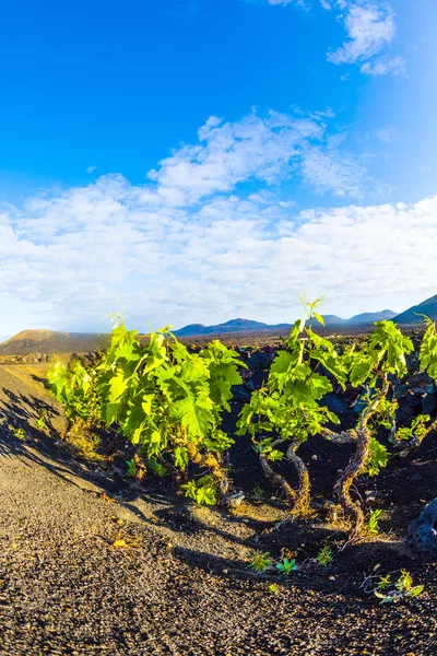 Beautiful grape plants grow on volcanic soil in La Geria — Stock Photo, Image