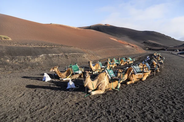 Camels at Timanfaya national park in Lanzarote wait for tourists — Stock Photo, Image