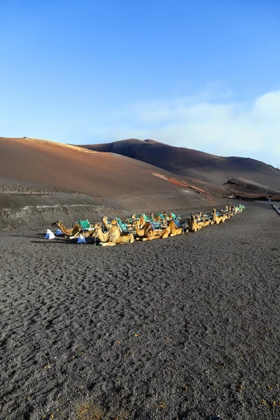 Camellos en el Parque Nacional de Timanfaya en Lanzarote esperan turistas —  Fotos de Stock