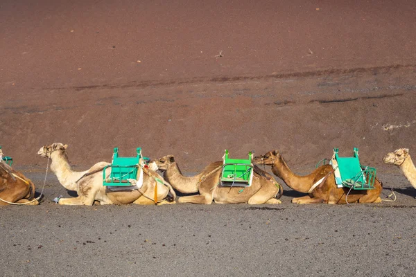 Wielbłądy w park narodowy timanfaya lanzarote czekać na turystów — Zdjęcie stockowe