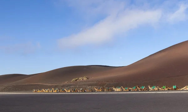 Camels at Timanfaya national park in Lanzarote wait for tourists — Stock Photo, Image