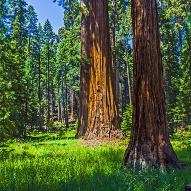 Ormanda sequoia ağacı