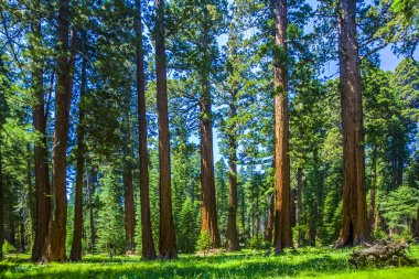 Sequoia tree in the forest clipart