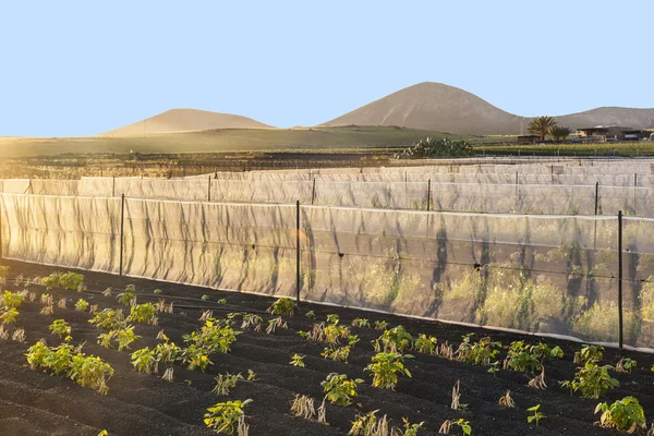 Water irrigatiesysteem op een veld met lapili earth — Stockfoto