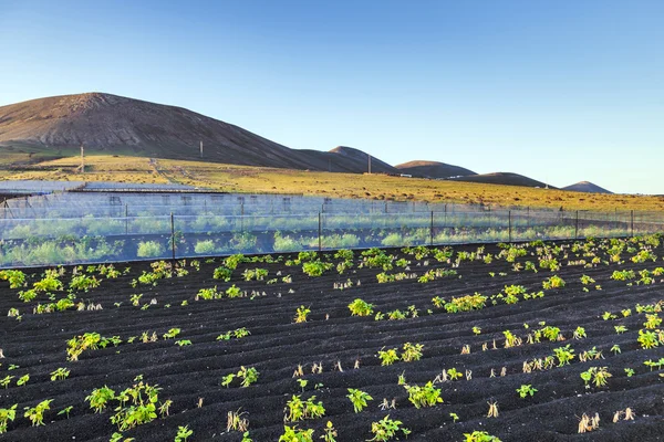 Water irrigatiesysteem op een veld met een vulkaan in de backgro — Stockfoto