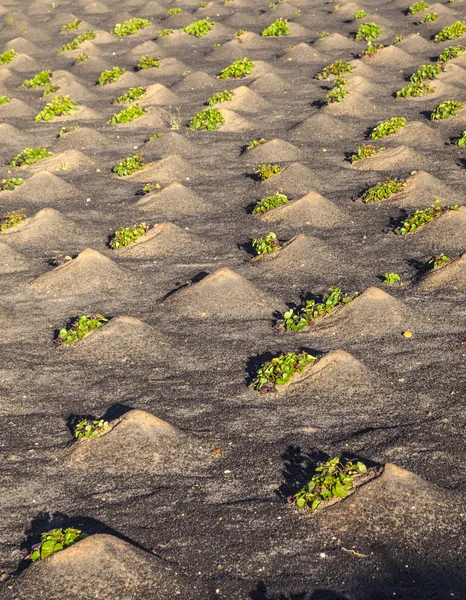 Візерунок поля з овочами, що ростуть на вулканічній землі — стокове фото