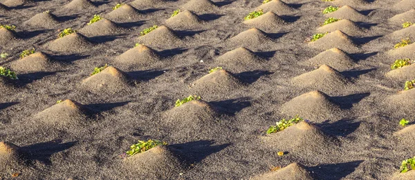 Padrão de campo com legumes crescendo na terra vulcânica — Fotografia de Stock