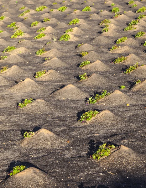 Pattern of field with vegetables growing on volcanic earth Royalty Free Stock Photos