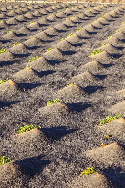 Pattern of field with vegetables growing on volcanic earth — Stock Photo, Image