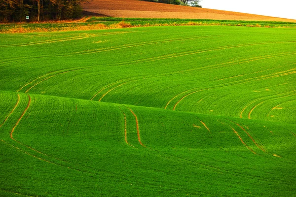 Soft lines of fields and meadows in rural area with marks of tra — Stock Photo, Image