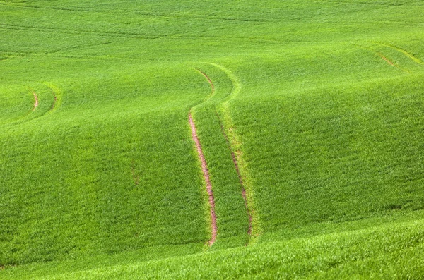 Marks in the green field — Stock Photo, Image