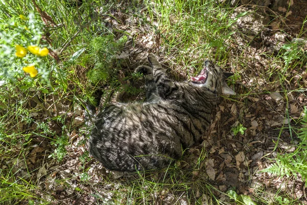 Söt katt kopplar av i gräset — Stockfoto