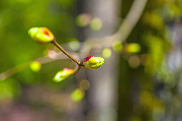 フォレスト内のツリーの芽の詳細 — ストック写真