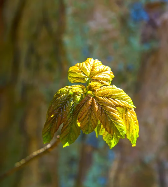 Detail of leaf in forest — Stock Photo, Image