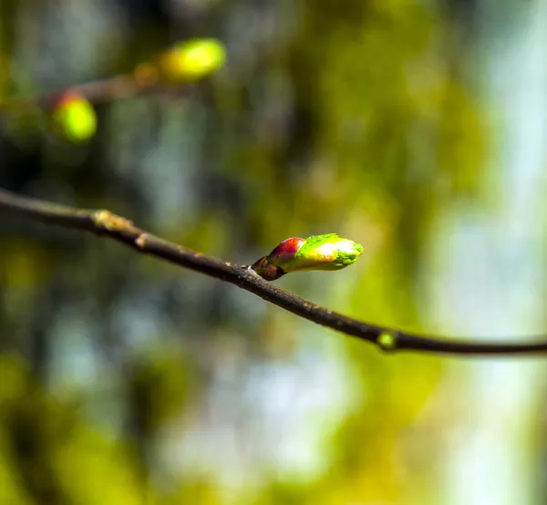 Detail der Baumknospe im Wald — Stockfoto