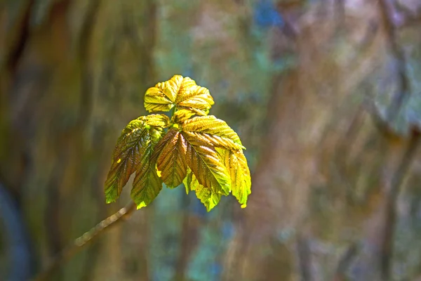 Dettaglio di foglia in foresta — Foto Stock