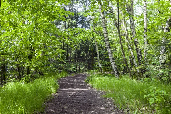 Caminho através da floresta verde — Fotografia de Stock