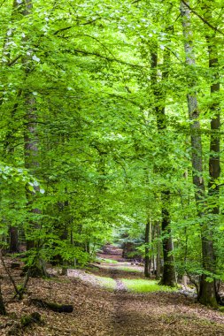 ormandaki ağaçlar paterni