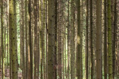 ormandaki ağaçlar paterni