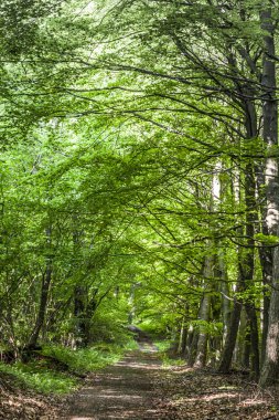 yol boyunca yeşil orman