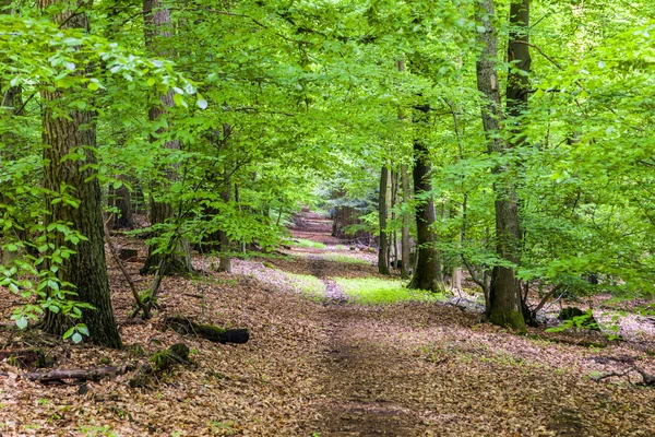 Patrón de árboles en el bosque —  Fotos de Stock