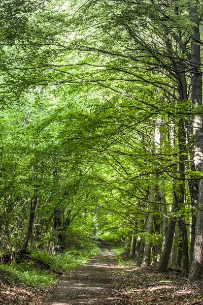 Yol boyunca yeşil orman — Stok fotoğraf