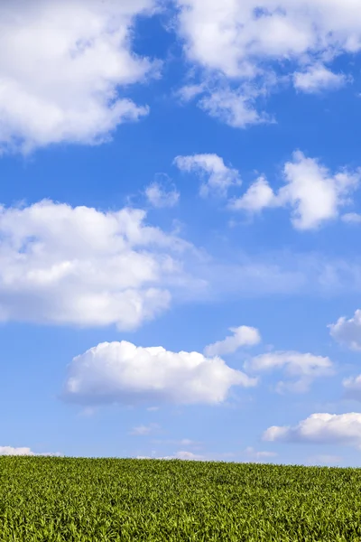 Mönster av gröna fält med blå mulen himmel — Stockfoto