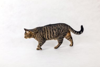 Studio beyaz arka plan ile sevimli kaplan kedi