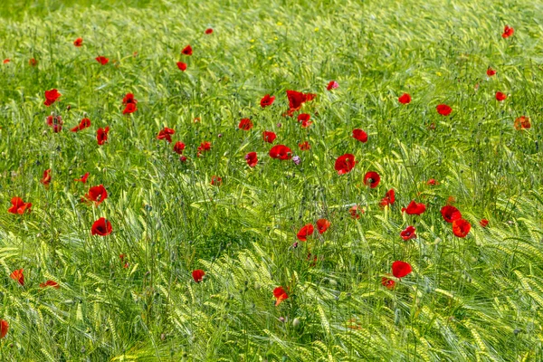 Maková květina na poli — Stock fotografie