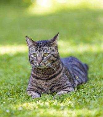 Şirin kedi bahçede rahatlıyor.