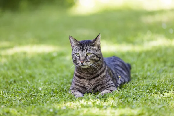 Chat mignon se détend dans le jardin — Photo