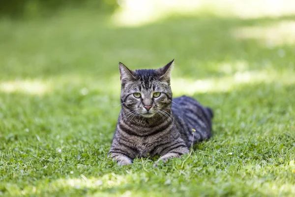 Cute kot relaksuje się w ogrodzie — Zdjęcie stockowe