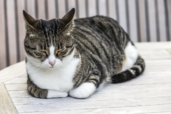 Cute cat sleeping at the table — стоковое фото