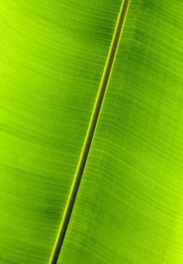 doku arka plan arkadan aydınlatmalı yeşil palmiye yaprağı