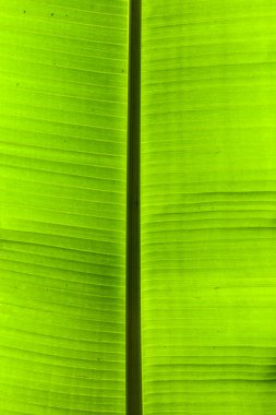 doku arka plan arkadan aydınlatmalı yeşil palmiye yaprağı